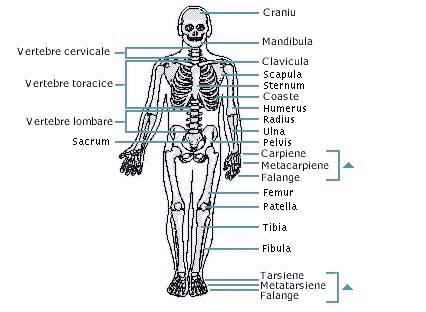 articulatiile corpului uman referat